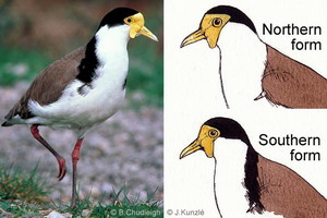 Masked Lapwing