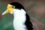 Masked Lapwing - A Very Rare Visitor