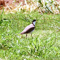 Southern Masked Lapwing on Rarotonga