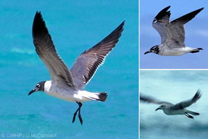 Laughing Gull (Larus atricilla)