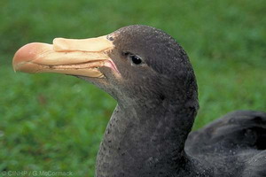 Northern Giant-petrel (Macronectes halli)
