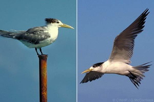 Crested Tern (Sterna bergii)