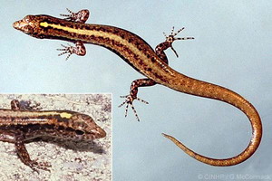Moth Skink (Lipinia noctua)