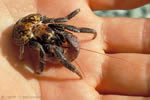 The Young Coconut Crab