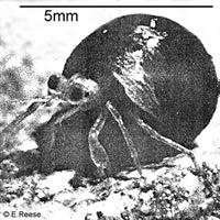 Coconut Crab, with a Thoracic Length of 5-10mm