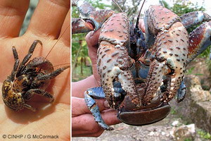 Coconut Crab (Birgus latro)
