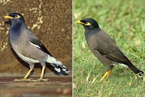 Myna (Acridotheres tristis)