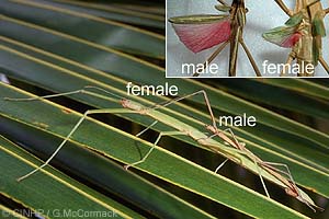 Coconut Stick-insect (Graeffea crouanii)