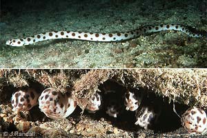 Myrichthys maculosus