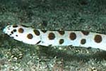 Are there snakes in the Cook Islands?