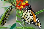 Caterpillar and adult