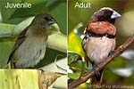 Juvenile and Adult