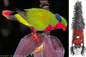 Rimatara Lorikeet and Atiu headdress (click to enlarge)