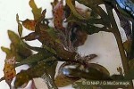 Enlarged Image of 'Sargassum mangarevense'