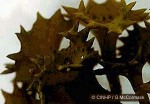 Enlarged Image of 'Turbinaria ornata'