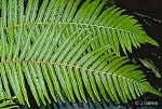Enlarged Image of 'Pneumatopteris costata'