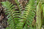 Enlarged Image of 'Asplenium polyodon'