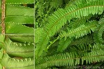What Am I? Click to display answer!