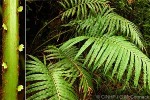 Enlarged Image of 'Blechnum orientale'