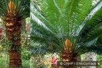 Enlarged Image of 'Cycas seemannii'