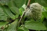 Enlarged Image of 'Annona cherimola'