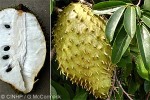 Enlarged Image of 'Annona muricata'