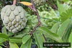 Enlarged Image of 'Annona squamosa'