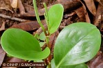 Enlarged Image of 'Peperomia obtusifolia cvs.'