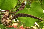 Enlarged Image of 'Aristolochia ringens'