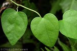 Enlarged Image of 'Cocculus orbiculatus'