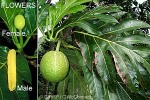 Enlarged Image of 'Artocarpus altilis'