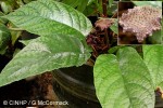 Enlarged Image of 'Dorstenia urceolata'