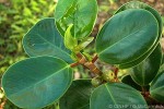 Enlarged Image of 'Ficus QQRR1'
