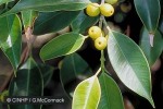 Enlarged Image of 'Ficus benjamina'