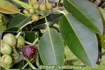 Enlarged Image of 'Ficus macrophylla'