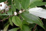 Leucosyke (Leucosyke corymbulosa)