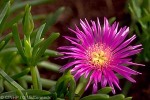 Enlarged Image of 'Lampranthus multiradiatus'