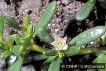 Enlarged Image of 'Sesuvium portulacastrum'