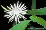 Enlarged Image of 'Epiphyllum oxypetalum'