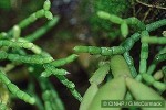 Enlarged Image of 'Rhipsalis clavata aff.'