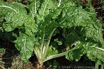 Enlarged Image of 'Beta vulgaris 'Cicla''