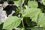 Enlarged Image of 'Achyranthes aspera'