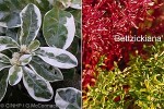 Calico Plant (Alternanthera tenella cvs.)