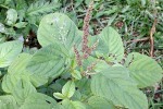 Enlarged Image of 'Amaranthus viridis'