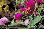 Enlarged Image of 'Gomphrena globosa'