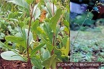 Enlarged Image of 'Talinum paniculatum'