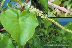 Enlarged Image of 'Anredera cordifolia'