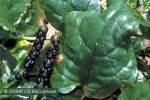 Enlarged Image of 'Basella alba'