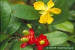 Enlarged Image of 'Ochna kirkii'