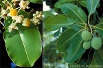 Enlarged Image of 'Calophyllum inophyllum'
